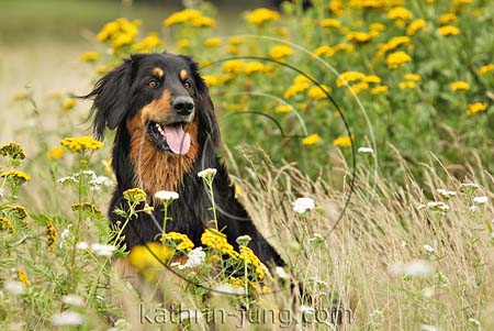 Hovawart schwarz Marken Blumen Wiese herbstlich Hovawart schwarz Marken Blumen Wiese herbstlich