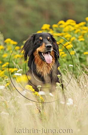 Hovawart Blumen gelb schwarz marken Rassehund Rüde herbstlich Hovawart Blumen gelb schwarz marken Rassehund Rüde herbstlich
