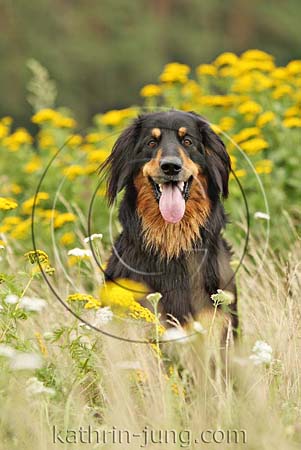 Hovawart Blumen Wiese schaut in Kamera schwarz braun Hovawart Blumen Wiese schaut in Kamera schwarz braun