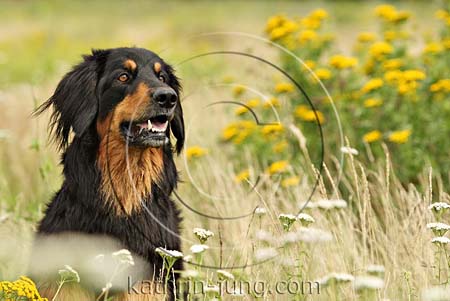 Hovawart schwarz-Marken Portrait Rassehund Rüde Hovawart schwarz-Marken Portrait Rassehund Rüde