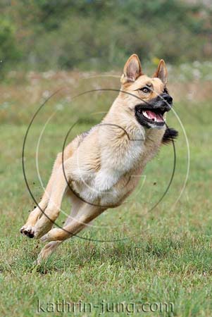 Schäferhund Mischling Action Schäferhund Mischling Action
