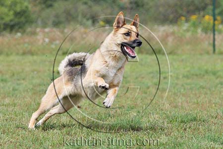 Schäferhund Mischling rennt