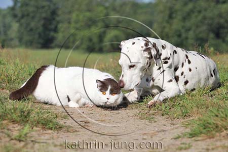 Kater und Hündin Dalmatiner BKH Kater und Hündin Dalmatiner BKH