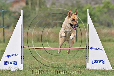 Mischling Hinderniss Agility Mischling Hinderniss Agility
