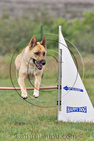 Mischling Agility Mischling Agility