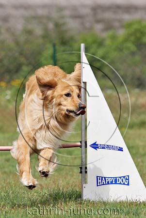 Hovawart Sprung Agility