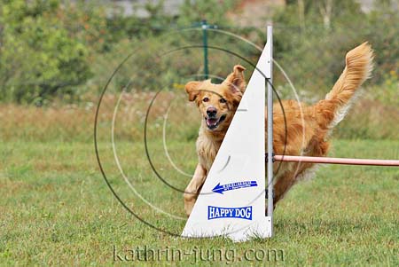 Hovawart Training Hovawart Training