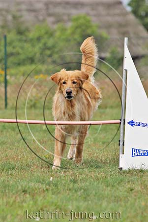 Hovawart Agility