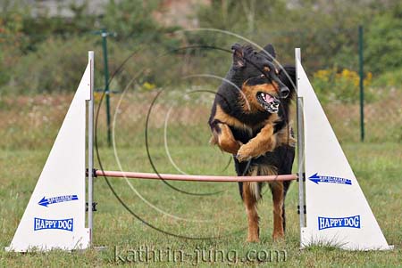 Hovawart Agility 