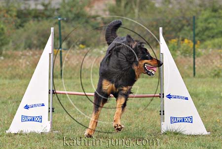 Hovawart Training