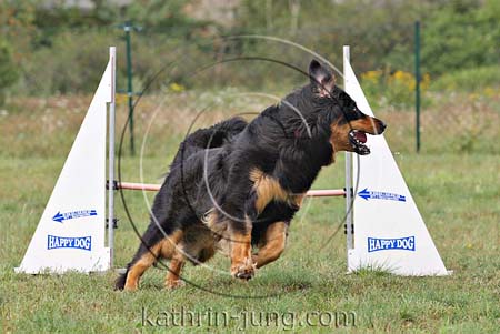 Hovawart Agility Action
