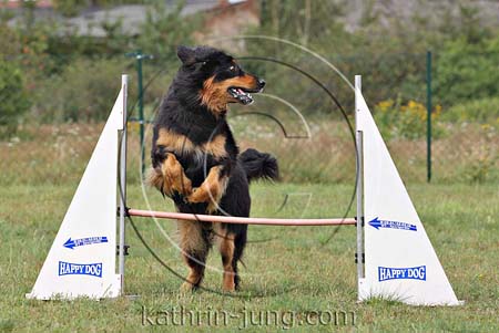 Hovawart Agility Training Hovawart Agility Training