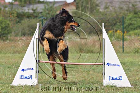 Hund Agility Training Hund Agility Training