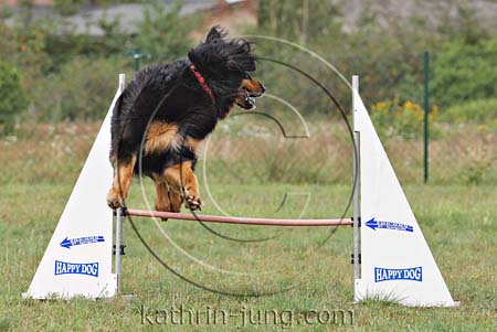 Hund Agility Training