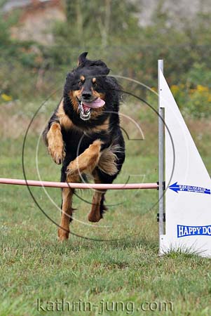 Hovawart Agility Training