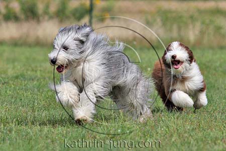  Bobtail Hunde rennen 
