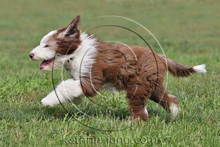 Bobtail Wiese rennt Bobtail Wiese rennt