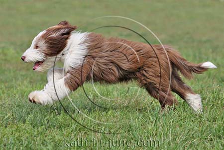 Bobtail galoppiert Bobtail galoppiert