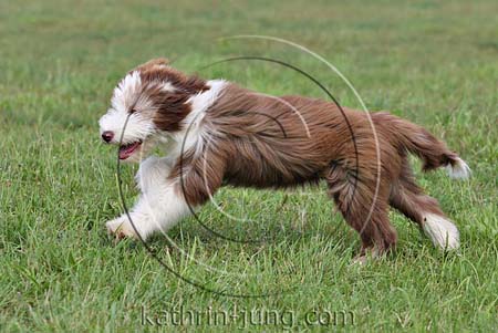  Rassehund Action