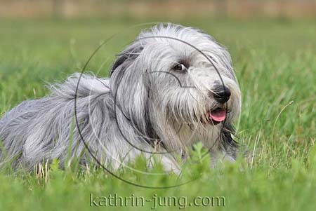 Bobtail Portrait Bobtail Portrait