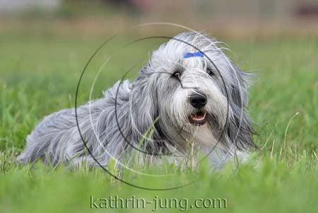 Bobtail Portrait Schleife Bobtail Portrait Schleife