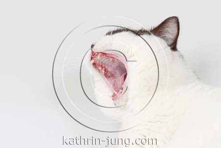 Katze Zahnfleischentzündung BKH Katze Zahnfleischentzündung BKH