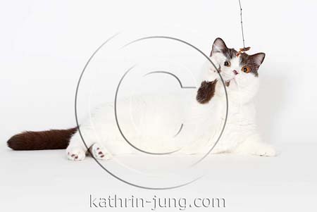 BKH Katze Studio 