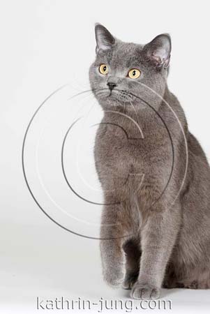 BKH Kater Studio BKH Kater Studio