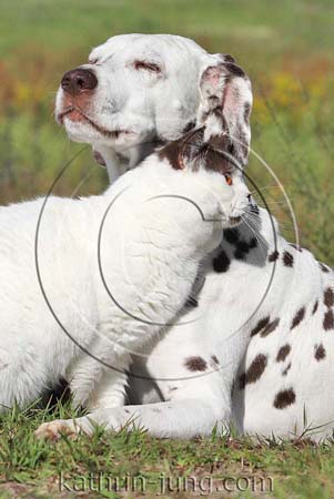  Kater und Hund kuscheln