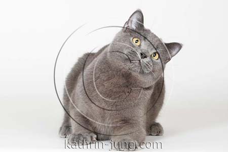 Katze blue Brite Katze blue Brite