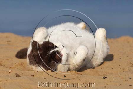 BKH Katze wälzen Sand