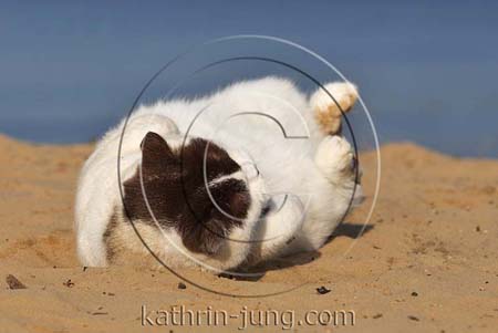 BKH Katze See BKH Katze See