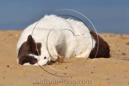 Katze wälzt am Strand Katze wälzt am Strand
