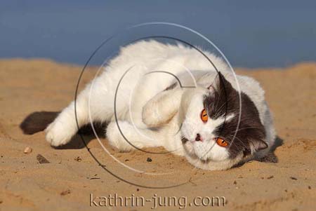 Katze liegt Sand See