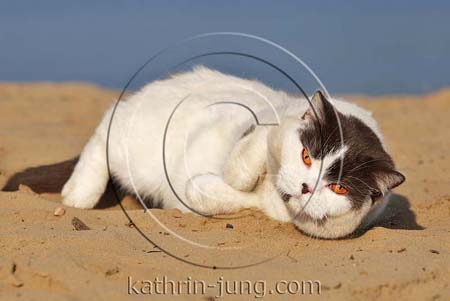 Katze Sandstrand Katze Sandstrand