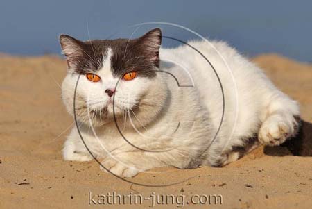British Kurzhaar Kater sandig schmutzig British Kurzhaar Kater sandig schmutzig