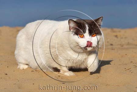 Katze am Wasser Katze am Wasser