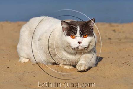 Britisch Kurzhaar am Wasser im Sand Britisch Kurzhaar am Wasser im Sand