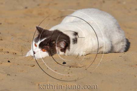 BKH im Sand wälzen BKH im Sand wälzen