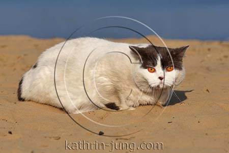 Katze am See Sand schmutzig Katze am See Sand schmutzig