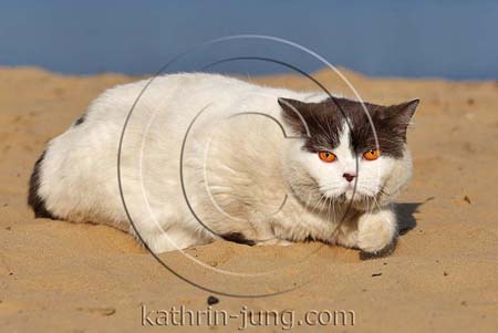 Katze am See sandig