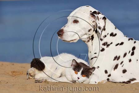 Katze Hund Dalmatiner BKH kuscheln