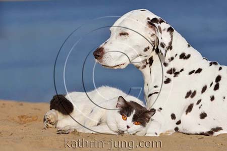 Katze Hund Dalmatiner BKH kuscheln Strand