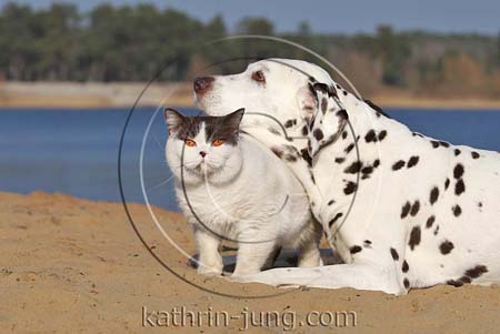 Katze Hund Dalmatiner BKH kuscheln See Sand