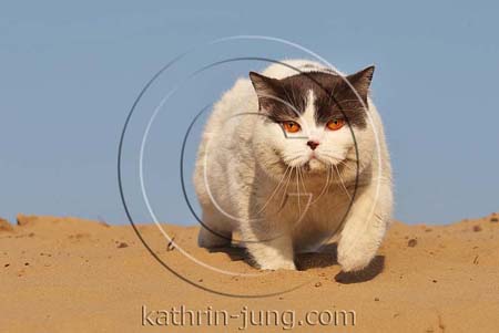 BKH Kater Katze Sand blauer Himmel BKH Kater Katze Sand blauer Himmel