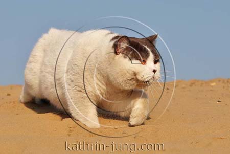 British Kurzhaar Kater tiefer Sand Himmel British Kurzhaar Kater tiefer Sand Himmel