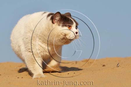 BKH Kater Sand Himmel outdoor BKH Kater Sand Himmel outdoor
