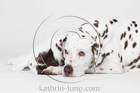 Katze und Hund Studio Katze und Hund Studio