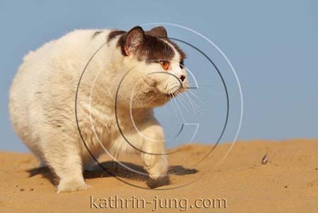 BKH Kater Düne outdoor