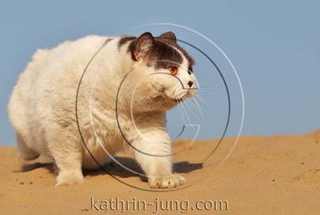 BKH Katze Himmel Sand BKH Katze Himmel Sand